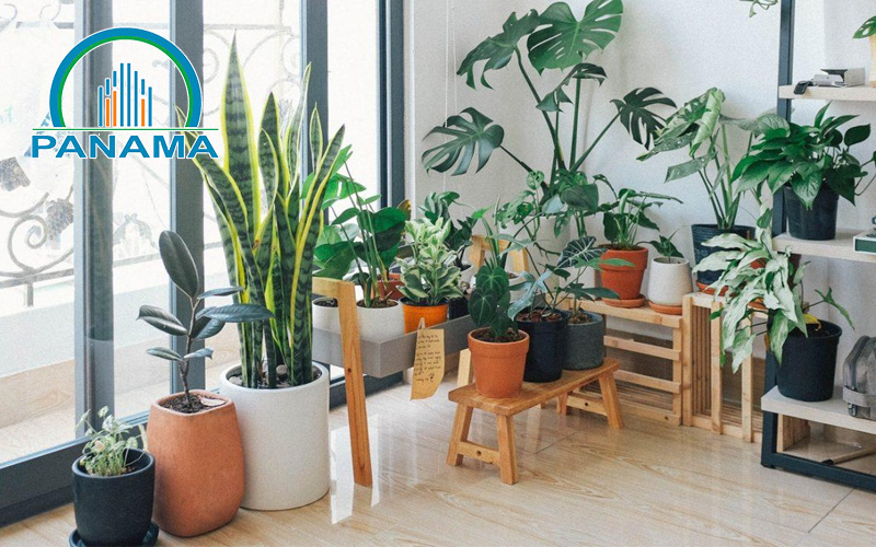 Một số loại cây cảnh phong thủy phổ biến