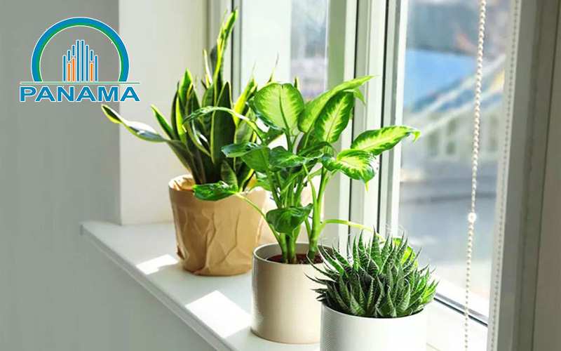 Lựa chọn cây cảnh phong thủy