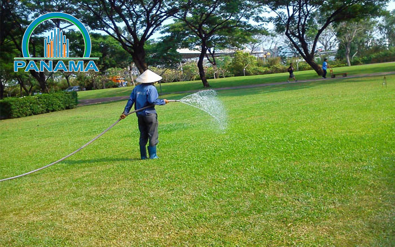 Tưới nước và duy trì độ ẩm