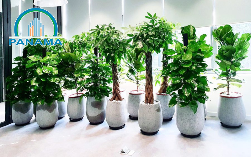 Tại sao nên chọn dịch vụ cho thuê cây văn phòng của Panama?